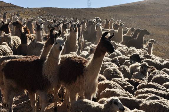Abrindo passagem entre lhamas e ovelhas em estrada na região do Chacaltaya, na Bolívia